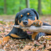 Rottweiler outdoors