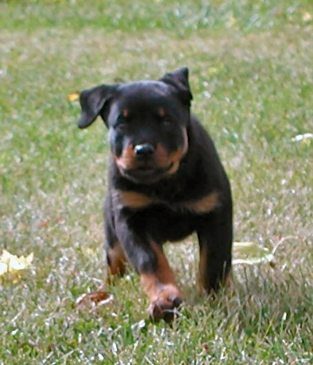 Rottweiler Health Foundation